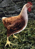 Kura