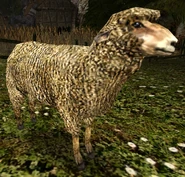 Owca - zwierzę hodowane na wyspie Khorinis