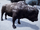 Włochaty bizon