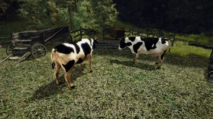 Krowy na Farmie Dereca