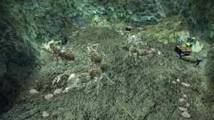 Pełzacze w jaskini G3