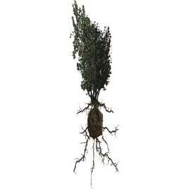 Rdest polny (by SpY)