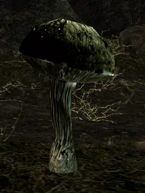 Ciemny grzyb w Quest Pack 4