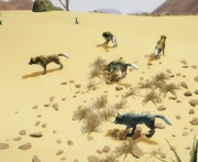 Ein Rudel in der Wüste mit ihrem grauen Rudelführer