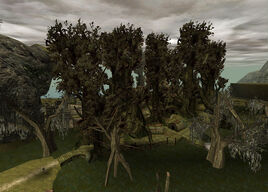 Swamp Camp