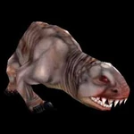 Кротокрыс-талб