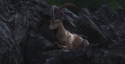 One of the goats seen at turn 10.