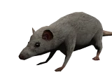 Spectral Rats