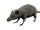 Spectral Rats