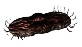 Organic Trap (Nightmare)