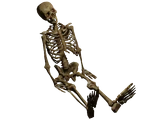 Skeleton