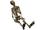 Skeleton