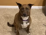 Lulu