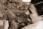 1963za128-chicken-Gusti-SEPIA.jpg