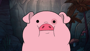 S1e18 Waddles stare