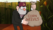 S2e16 corn weevils