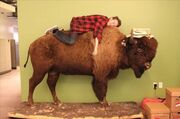 Alex Hirsch and Beardy the Buffalo
