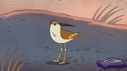 S2e12 sandpiper