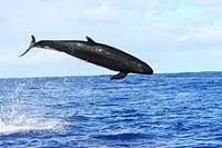 False Killer Whale | Greatest Apex predator Wiki | Fandom