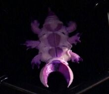 Parasite-topview.jpg