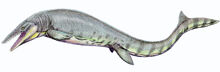 Hainosaurus pemb1DB