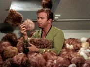 Kirk surrounded by Tribbles