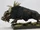 Calydonian Boar