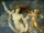 Tyche/Gallery