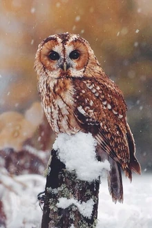 The Tawny Owl, known to the Ancient Greeks as the "Screech Owl" was the sacred bird of Hades. In Ancient times the bird was seen as an omen of bad luck and also had a mythical association with death.