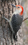 Woodpecker