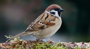 Sparrow-sitting-on-wood