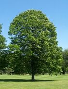 Árbol de tilo