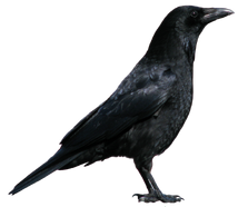 Crow PNG3103