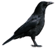 Corbeau PNG3103.png