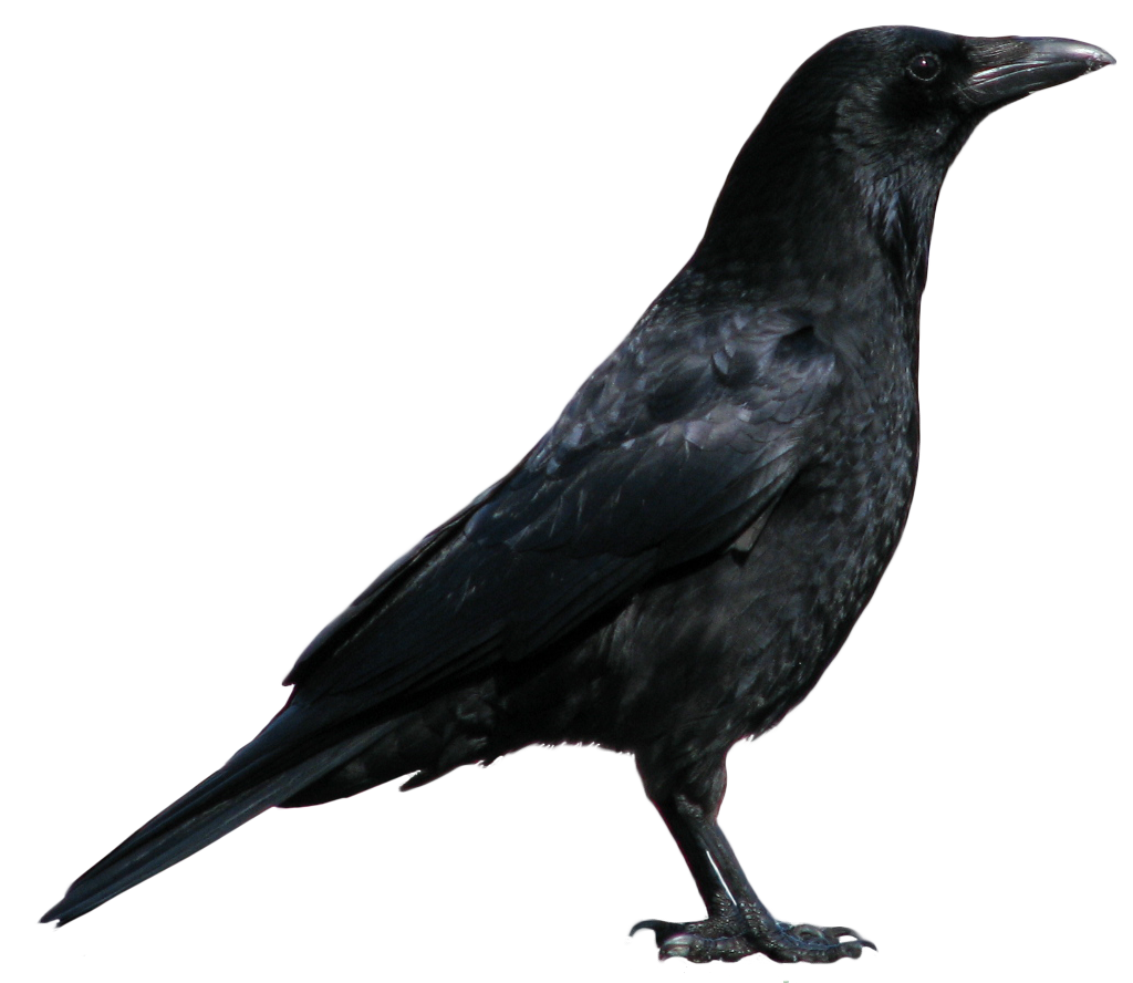 ✡ Crow ✡, Wiki