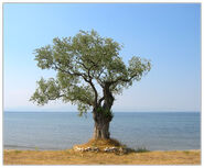 Árbol de la Oliva