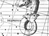Delphin