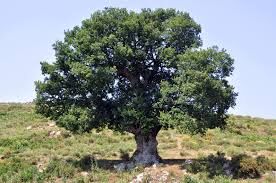 zeus symbol oak tree