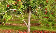 Apple Tree (Sacred to Aphrodite)