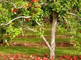 Apple Tree