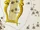 Lyre (Constellations)