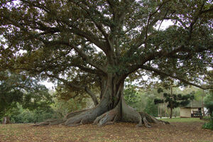 Fig-tree1.jpg