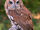 Screech Owl