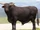 Bull