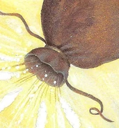 331bb759-fda1-4b6d-9045-2f5d7957e1cf.jpg (160 KB) Open Bag of Winds