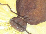 Aiolos