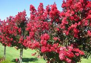 Myrtle Tree (Sacred to Aphrodite)