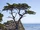 Cypress Tree