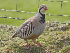 Partridge, Red-legged JeremyAtkinson