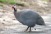 Guineafowl